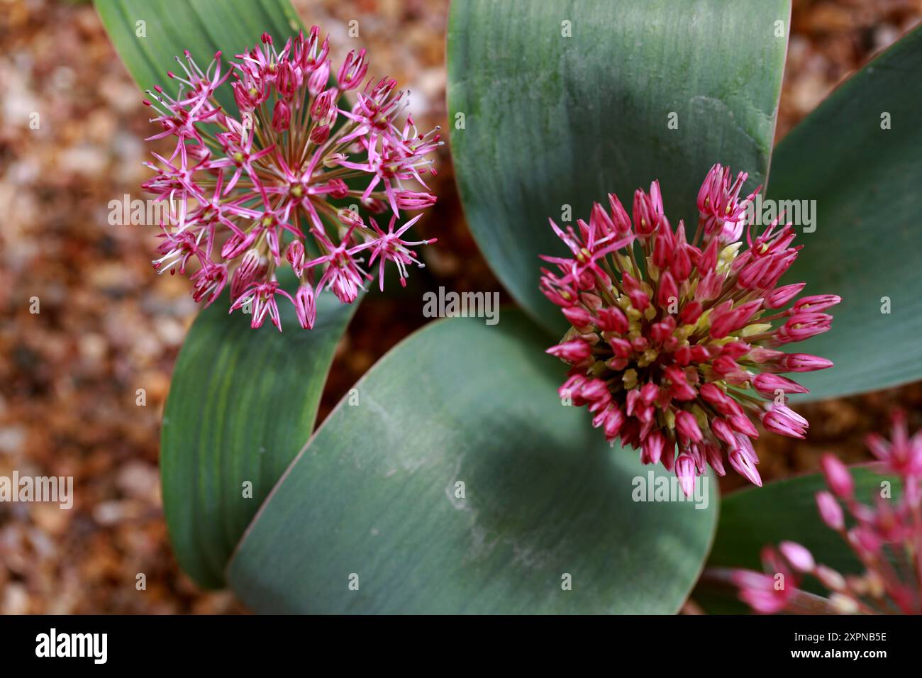 Turkistan-Zwiebel oder Zierzwiebel, Allium karalaviense, Amaryllidaceae (früher Alliaceae). Russisch-Zentralasien. Stockfoto