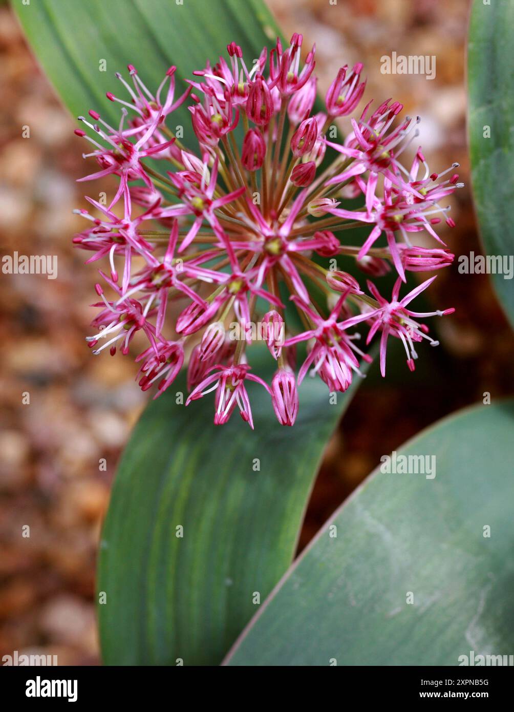 Turkistan-Zwiebel oder Zierzwiebel, Allium karalaviense, Amaryllidaceae (früher Alliaceae). Russisch-Zentralasien. Stockfoto