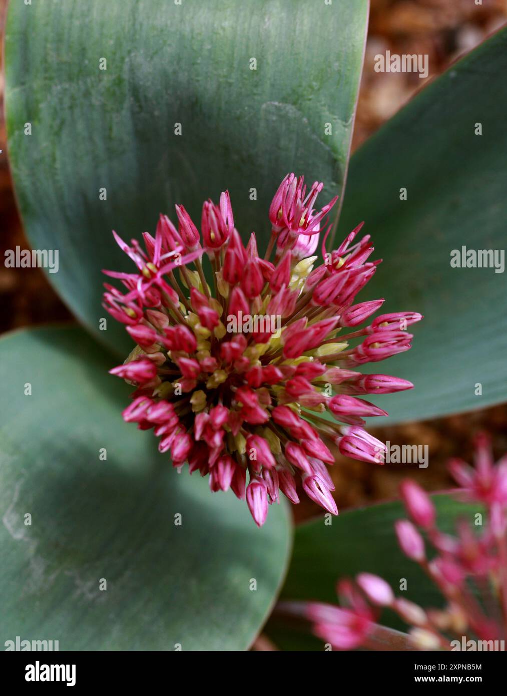 Turkistan-Zwiebel oder Zierzwiebel, Allium karalaviense, Amaryllidaceae (früher Alliaceae). Russisch-Zentralasien. Stockfoto