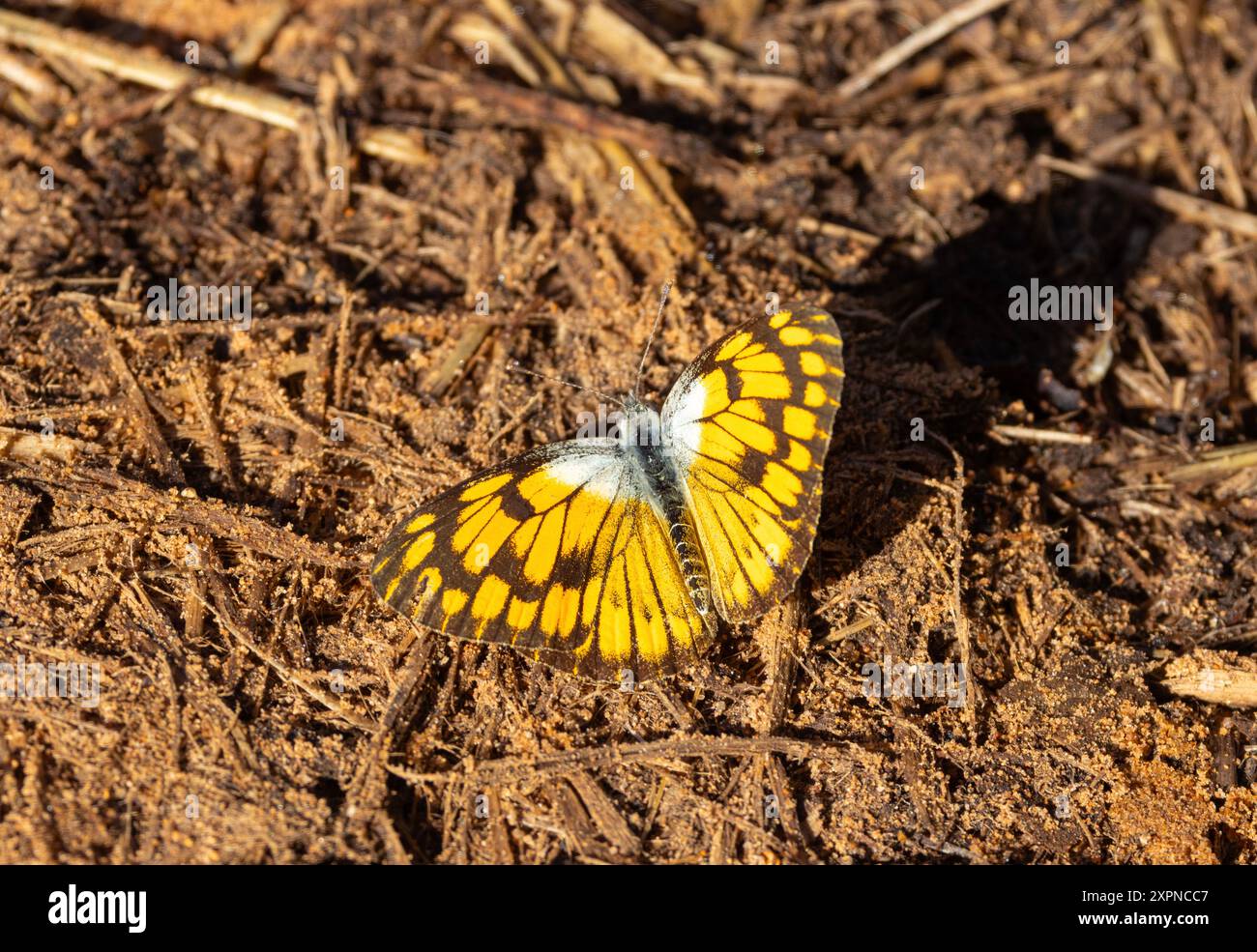 Die goldene Vespa, oder African Golden Arab, ist ein häufiger und unverwechselbarer Schmetterling im ostafrikanischen Innern. Die Männchen sind aktive Nektarfresser Stockfoto