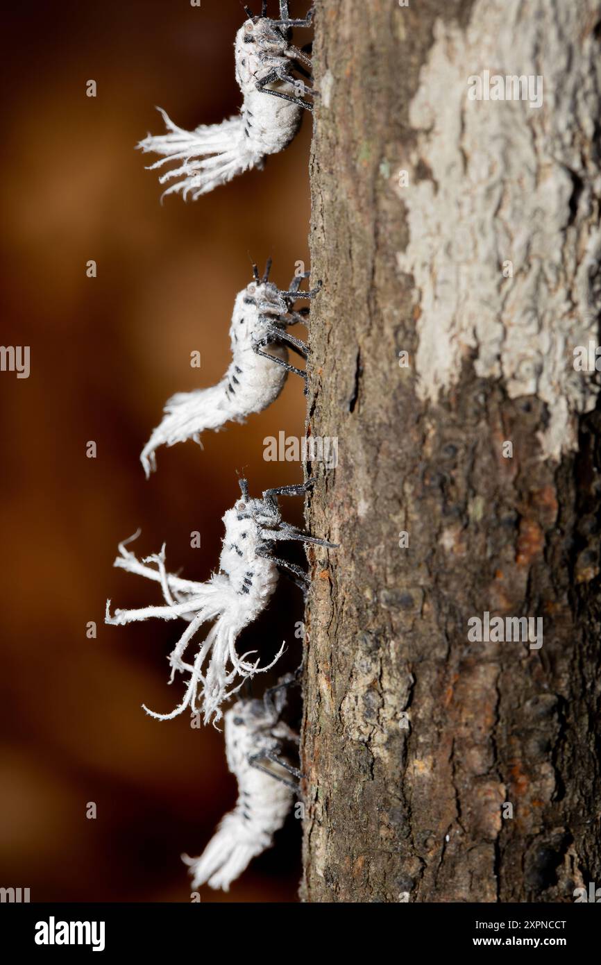 Flatida rosea, (Phromnia rosea) Blütenstachelwanze oder Flatidenblattwanze, Arten von Planthopper aus der Familie Flatidae. Nymphe leben in tropischen Trockenwäldern Stockfoto