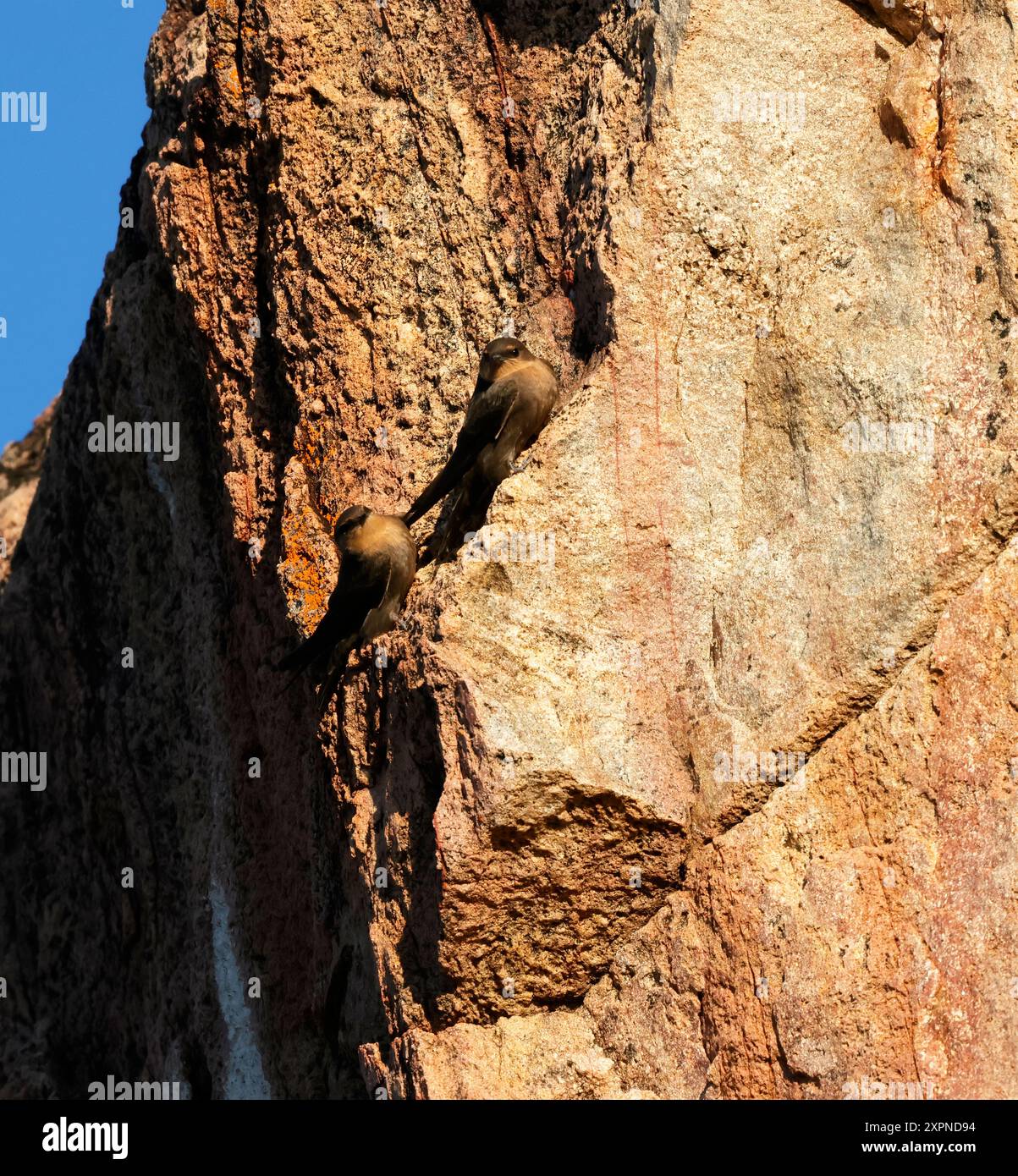 Ein Paar Rock Martin Rest, eine Pause vom Bau ihres Schlammpellets Nest. Im Gegensatz zu den Schnauzen können sie hocken, aber in ähnlichen Lebensräumen nisten. Stockfoto