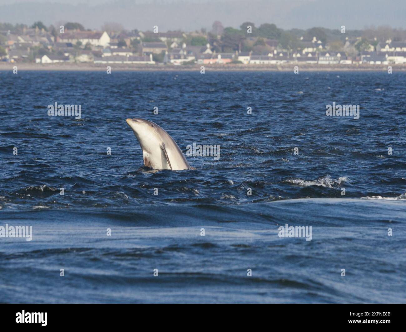 Der große Tümmler (Tursiops truncatus) springt, springt und springt im Moray Firth, Schottland, Großbritannien Stockfoto