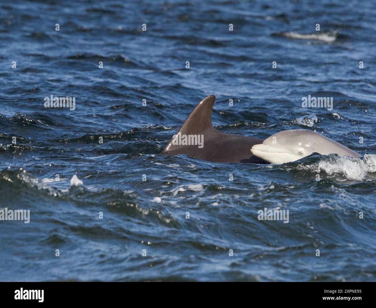 Großer Tümmler (tursiops truncatus) im Moray Firth, Scottish Highlands, Großbritannien, Europa Stockfoto