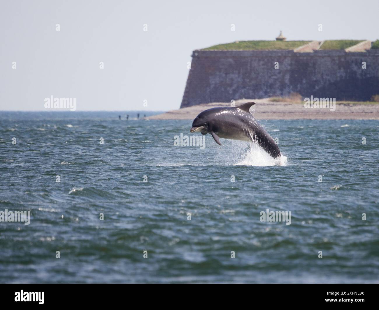 Der große Tümmler (Tursiops truncatus) springt, springt und springt im Moray Firth, Schottland, Großbritannien Stockfoto