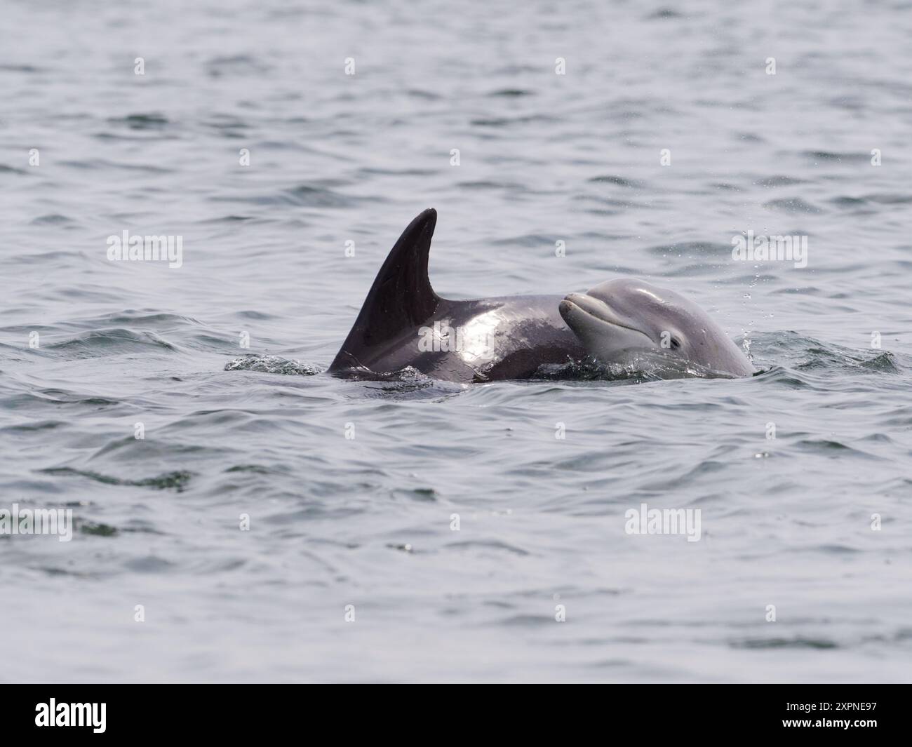 Großer Tümmler (tursiops truncatus) im Moray Firth, Scottish Highlands, Großbritannien, Europa Stockfoto