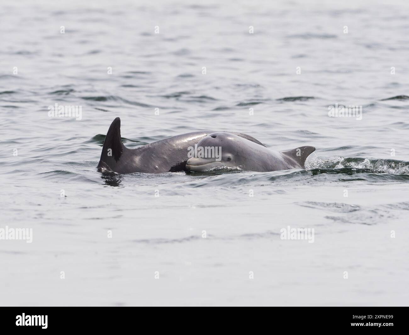 Großer Tümmler (tursiops truncatus) im Moray Firth, Scottish Highlands, Großbritannien, Europa Stockfoto