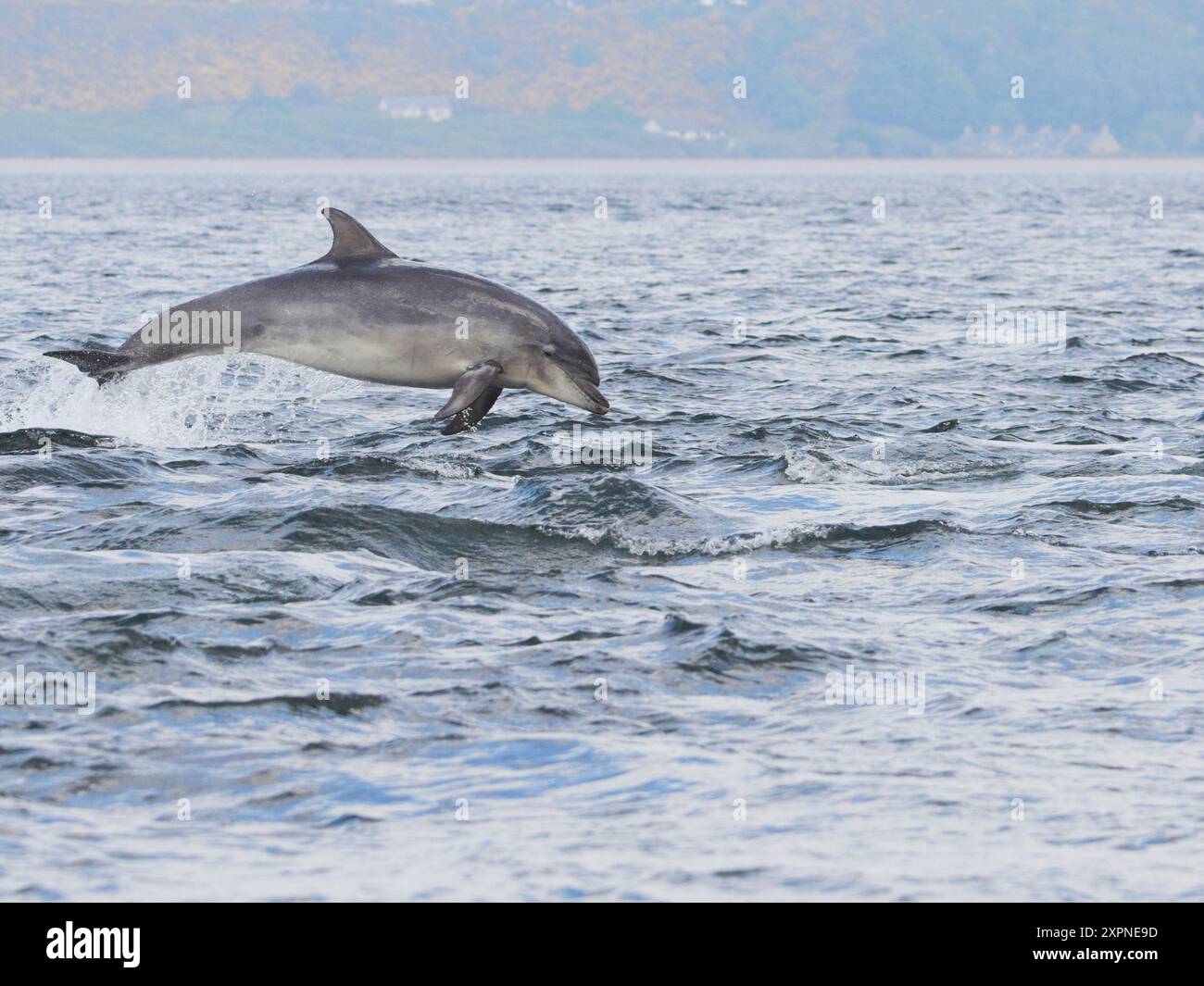 Der große Tümmler (Tursiops truncatus) springt, springt und springt im Moray Firth, Schottland, Großbritannien Stockfoto