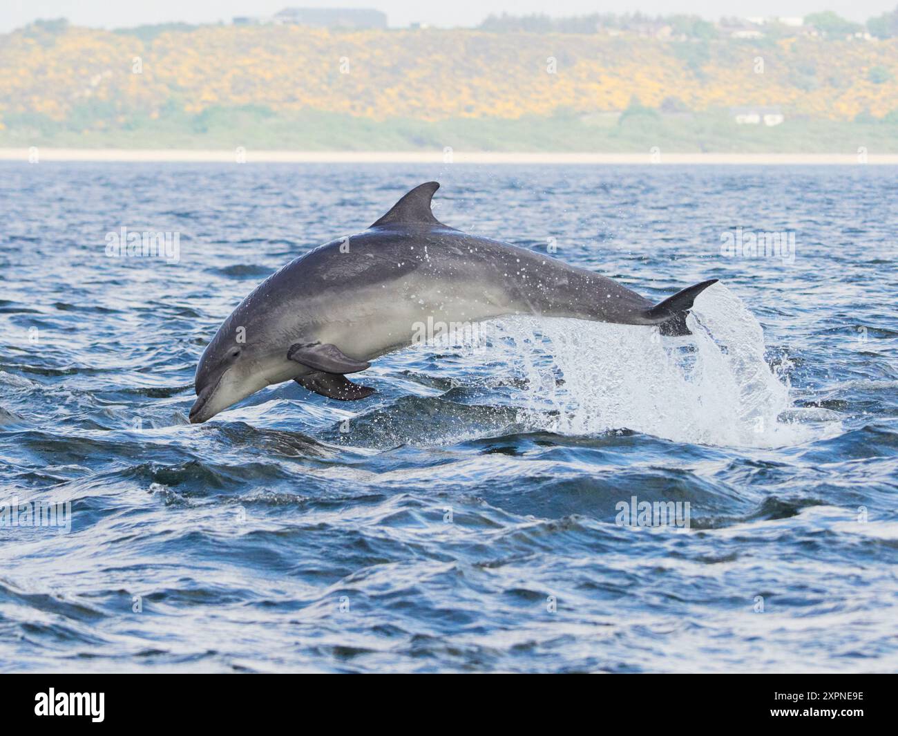 Der große Tümmler (Tursiops truncatus) springt, springt und springt im Moray Firth, Schottland, Großbritannien Stockfoto