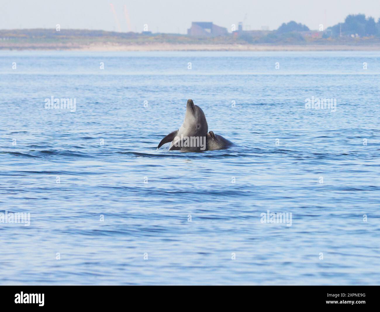 Zwei Ottlenose-Delfine (Tursiops truncatus) spielen im Moray Firth, Schottland, Großbritannien Stockfoto