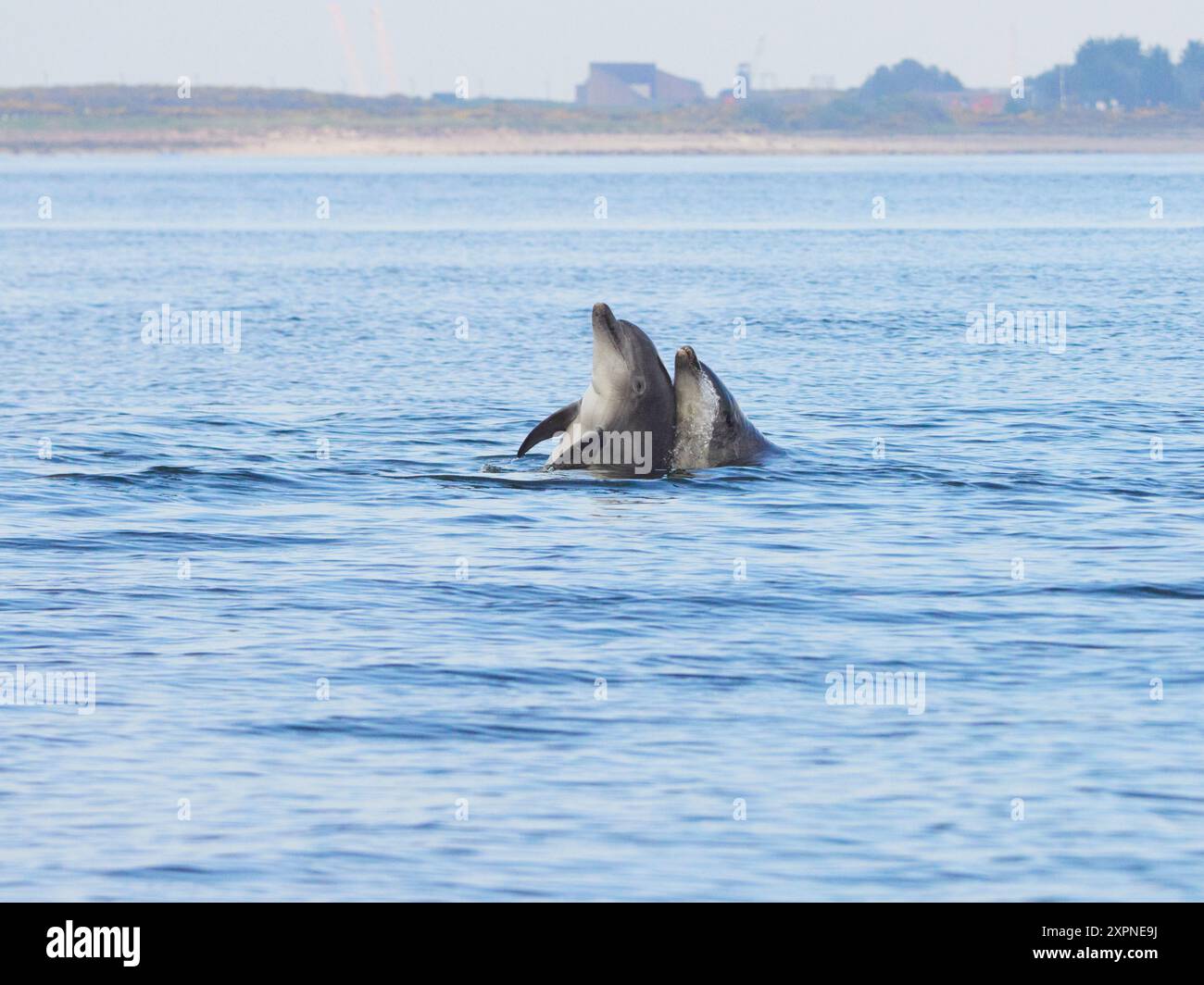 Zwei Ottlenose-Delfine (Tursiops truncatus) spielen im Moray Firth, Schottland, Großbritannien Stockfoto
