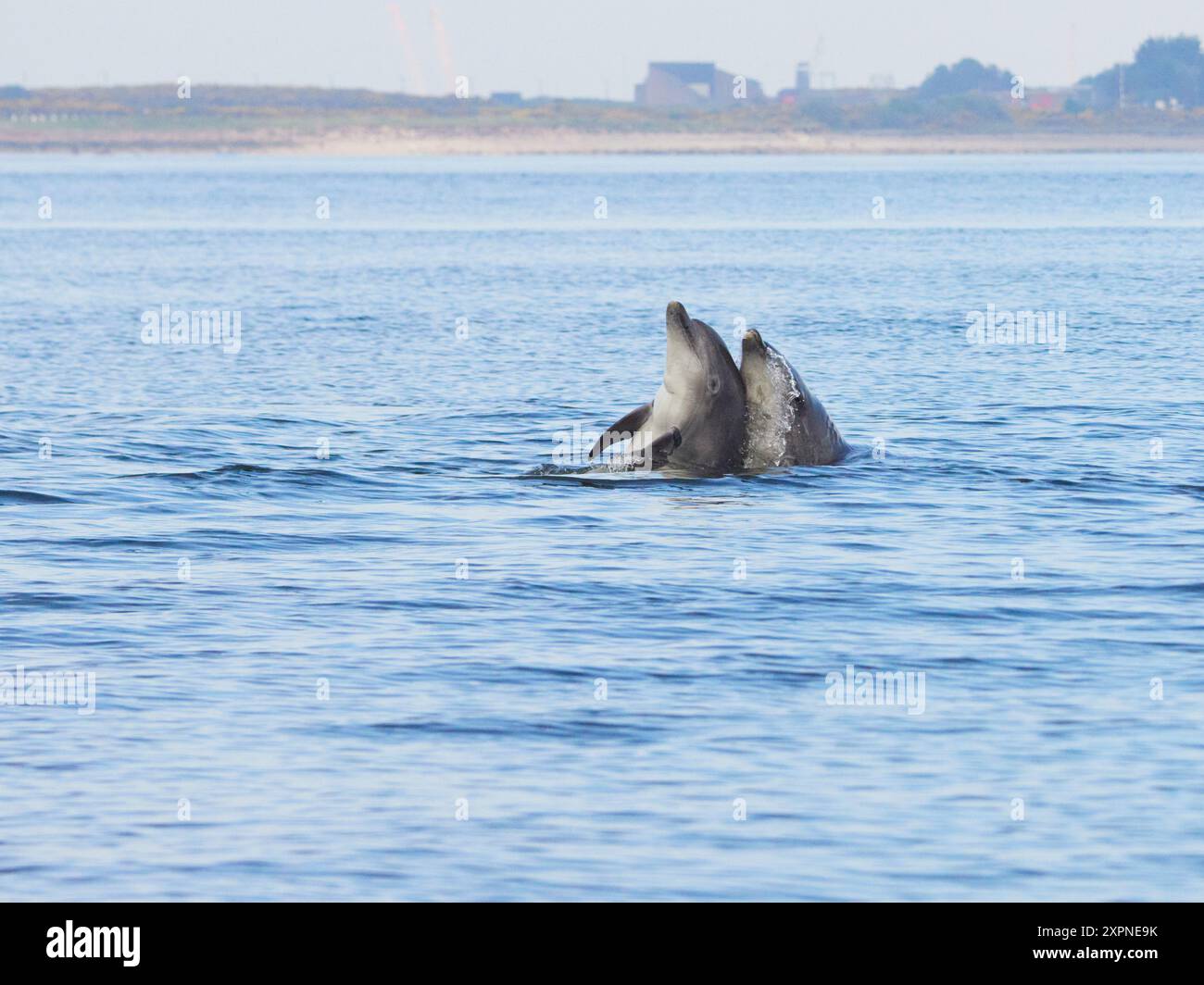 Zwei Ottlenose-Delfine (Tursiops truncatus) spielen im Moray Firth, Schottland, Großbritannien Stockfoto