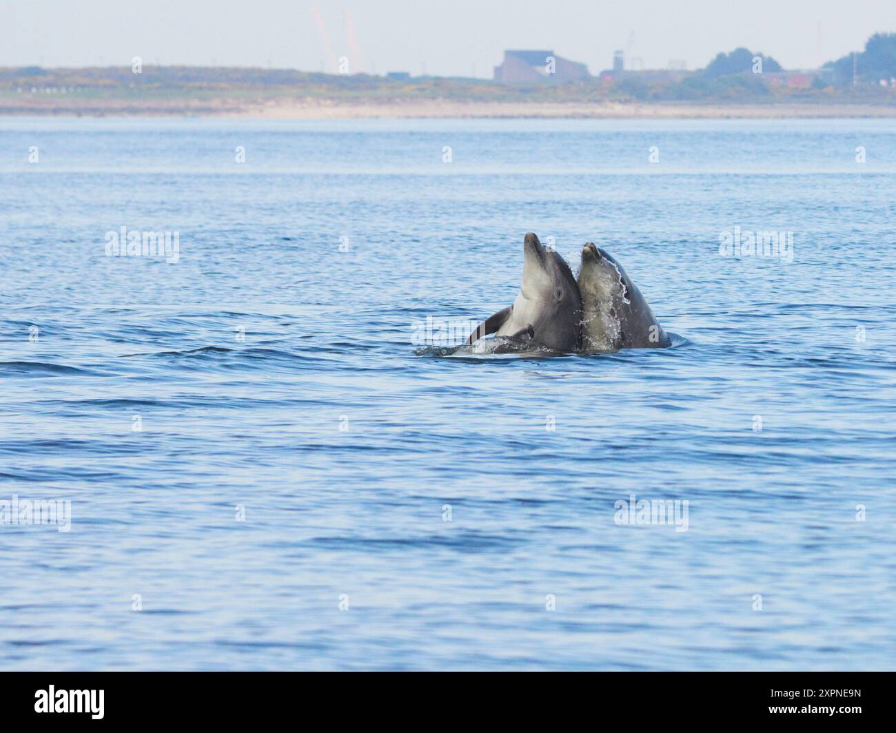 Zwei Ottlenose-Delfine (Tursiops truncatus) spielen im Moray Firth, Schottland, Großbritannien Stockfoto