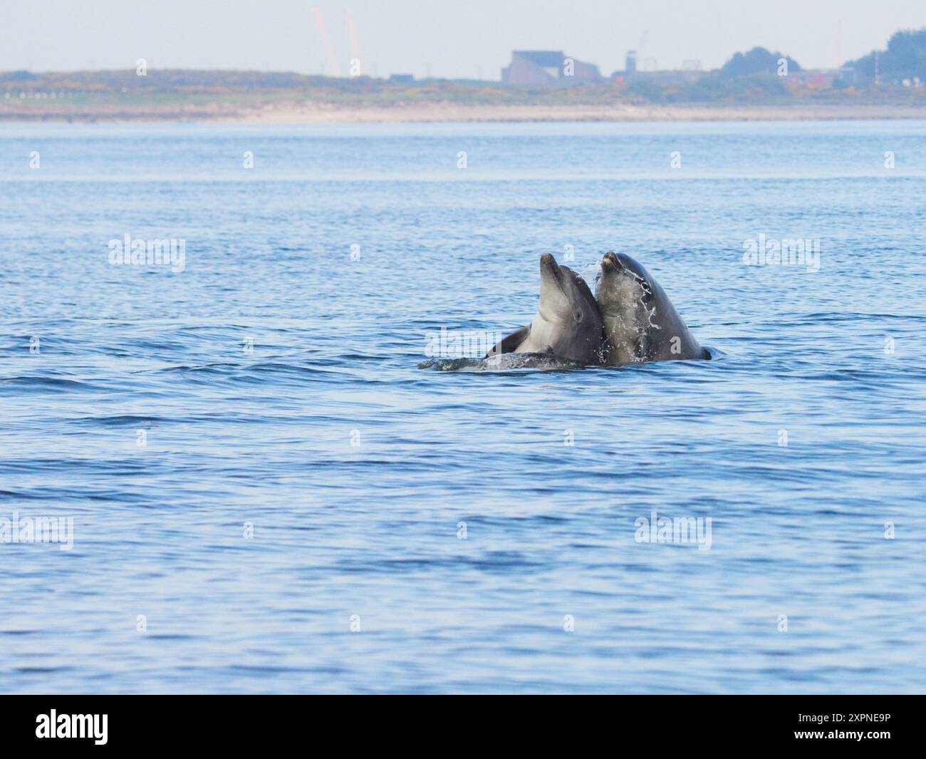 Zwei Ottlenose-Delfine (Tursiops truncatus) spielen im Moray Firth, Schottland, Großbritannien Stockfoto