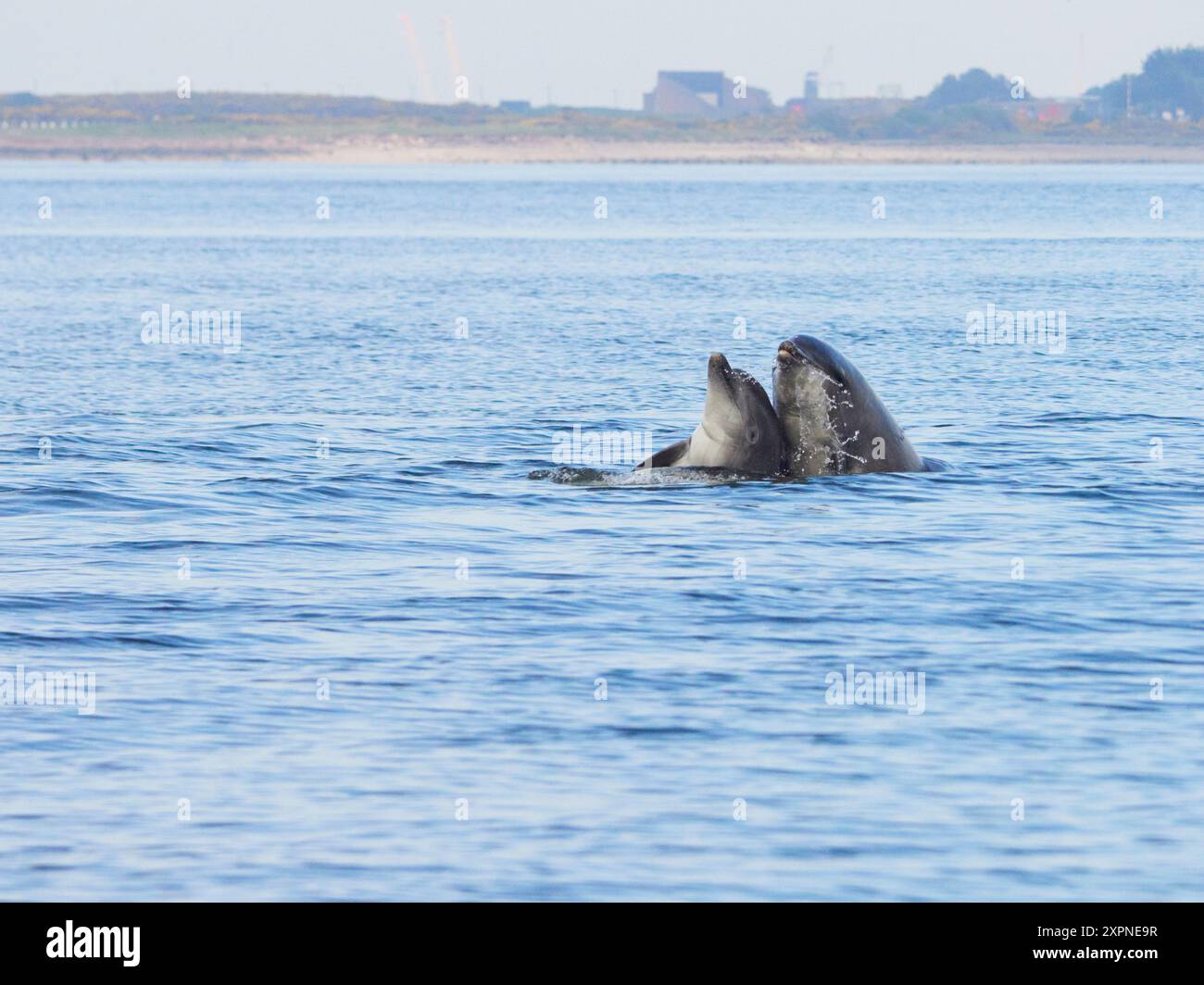 Zwei Ottlenose-Delfine (Tursiops truncatus) spielen im Moray Firth, Schottland, Großbritannien Stockfoto