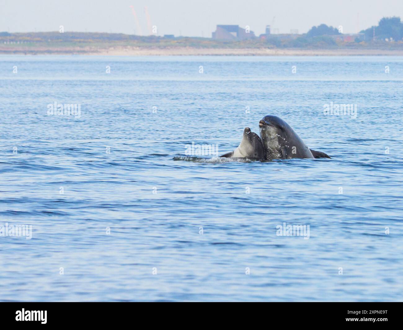 Zwei Ottlenose-Delfine (Tursiops truncatus) spielen im Moray Firth, Schottland, Großbritannien Stockfoto