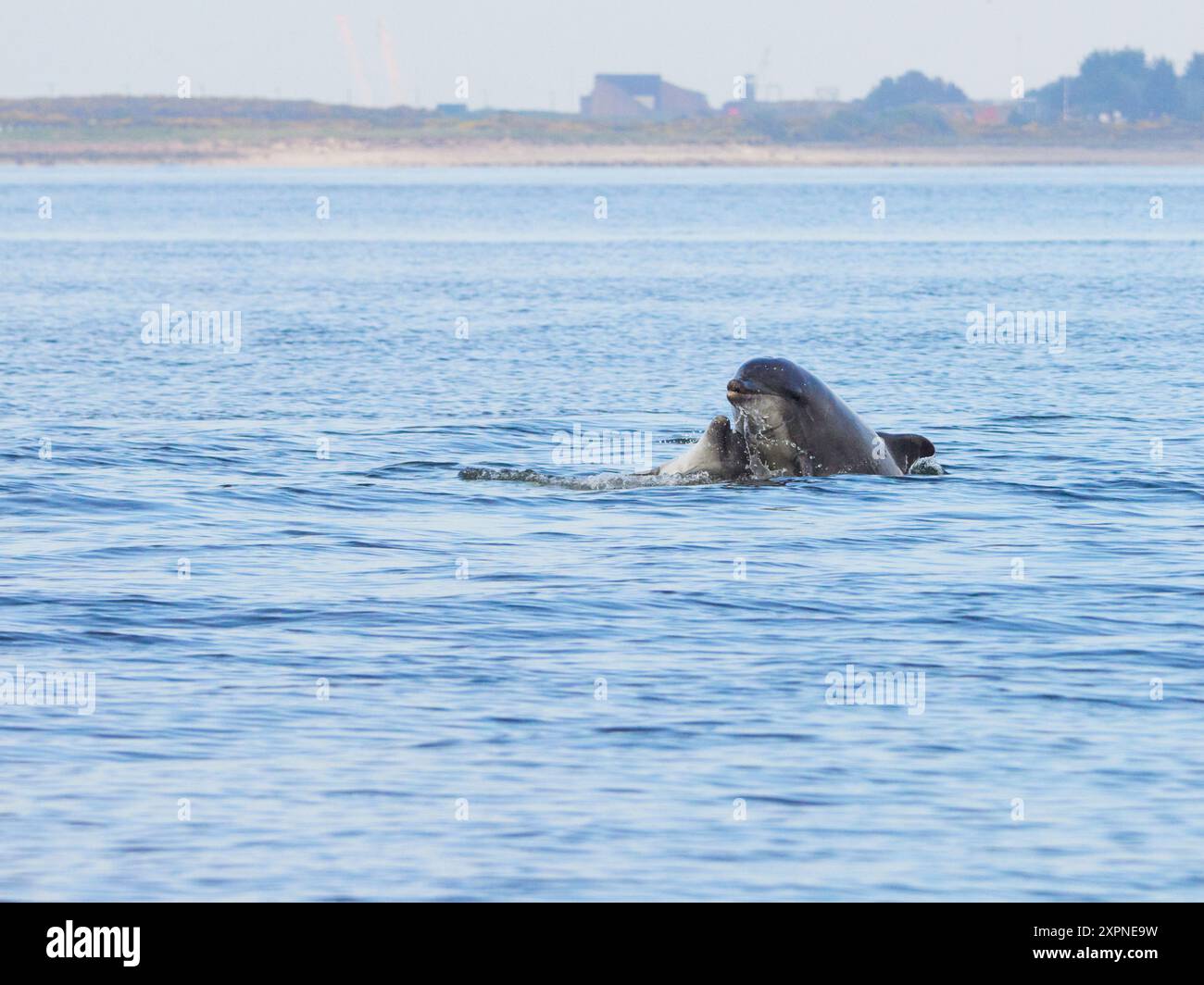 Zwei Ottlenose-Delfine (Tursiops truncatus) spielen im Moray Firth, Schottland, Großbritannien Stockfoto