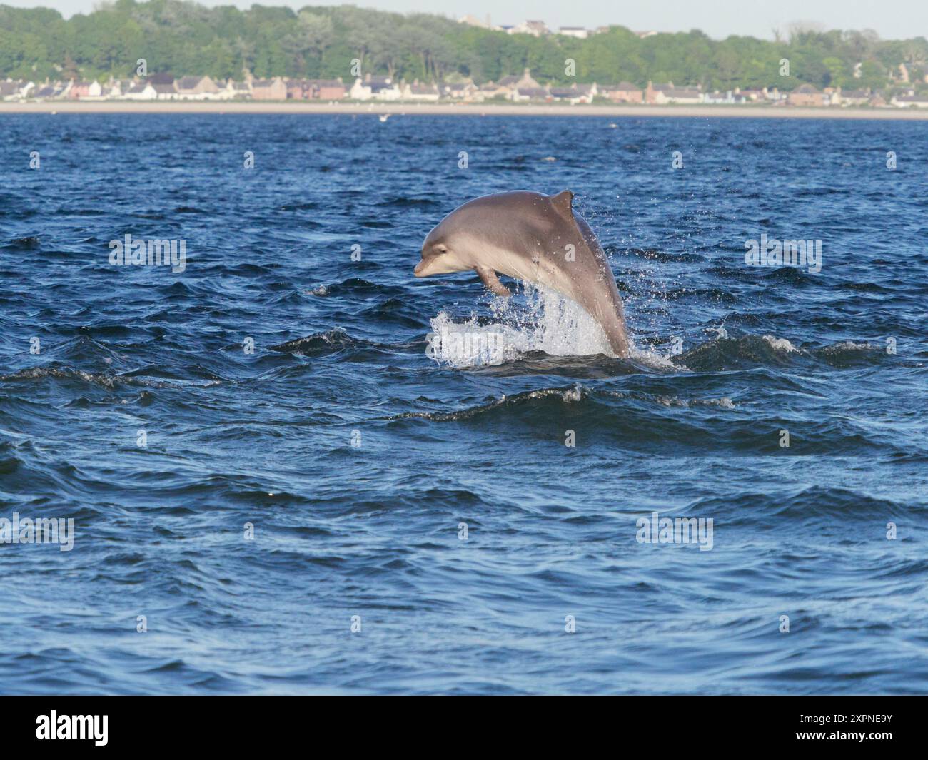 Der große Tümmler (Tursiops truncatus) springt, springt und springt im Moray Firth, Schottland, Großbritannien Stockfoto