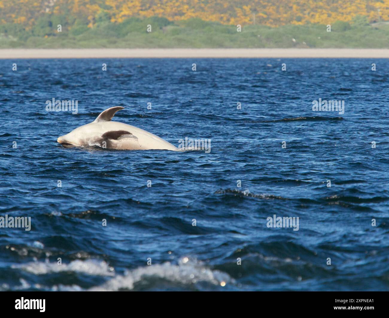 Der große Tümmler (Tursiops truncatus) springt, springt und springt im Moray Firth, Schottland, Großbritannien Stockfoto