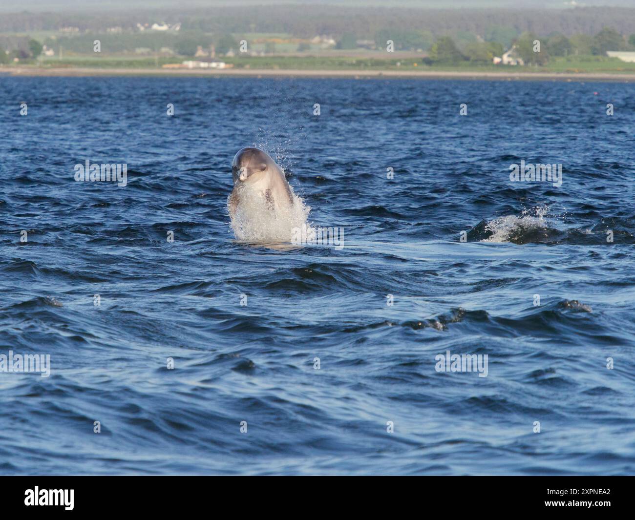 Der große Tümmler (Tursiops truncatus) springt, springt und springt im Moray Firth, Schottland, Großbritannien Stockfoto