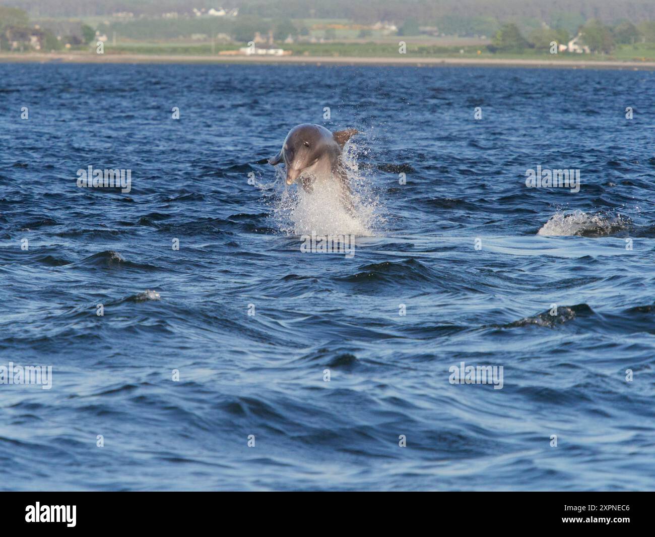 Der große Tümmler (Tursiops truncatus) springt, springt und springt im Moray Firth, Schottland, Großbritannien Stockfoto