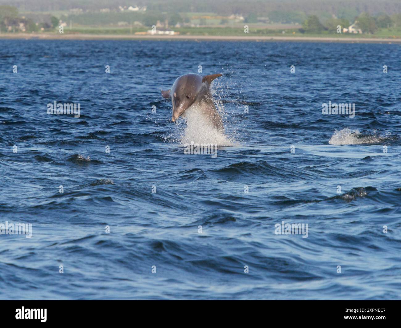 Der große Tümmler (Tursiops truncatus) springt, springt und springt im Moray Firth, Schottland, Großbritannien Stockfoto