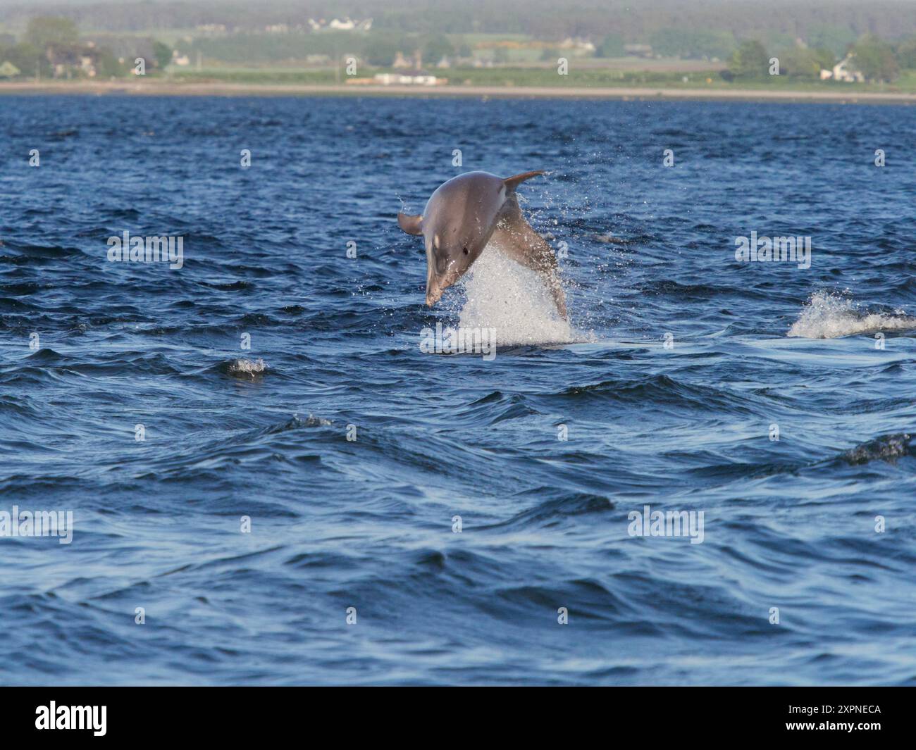 Der große Tümmler (Tursiops truncatus) springt, springt und springt im Moray Firth, Schottland, Großbritannien Stockfoto