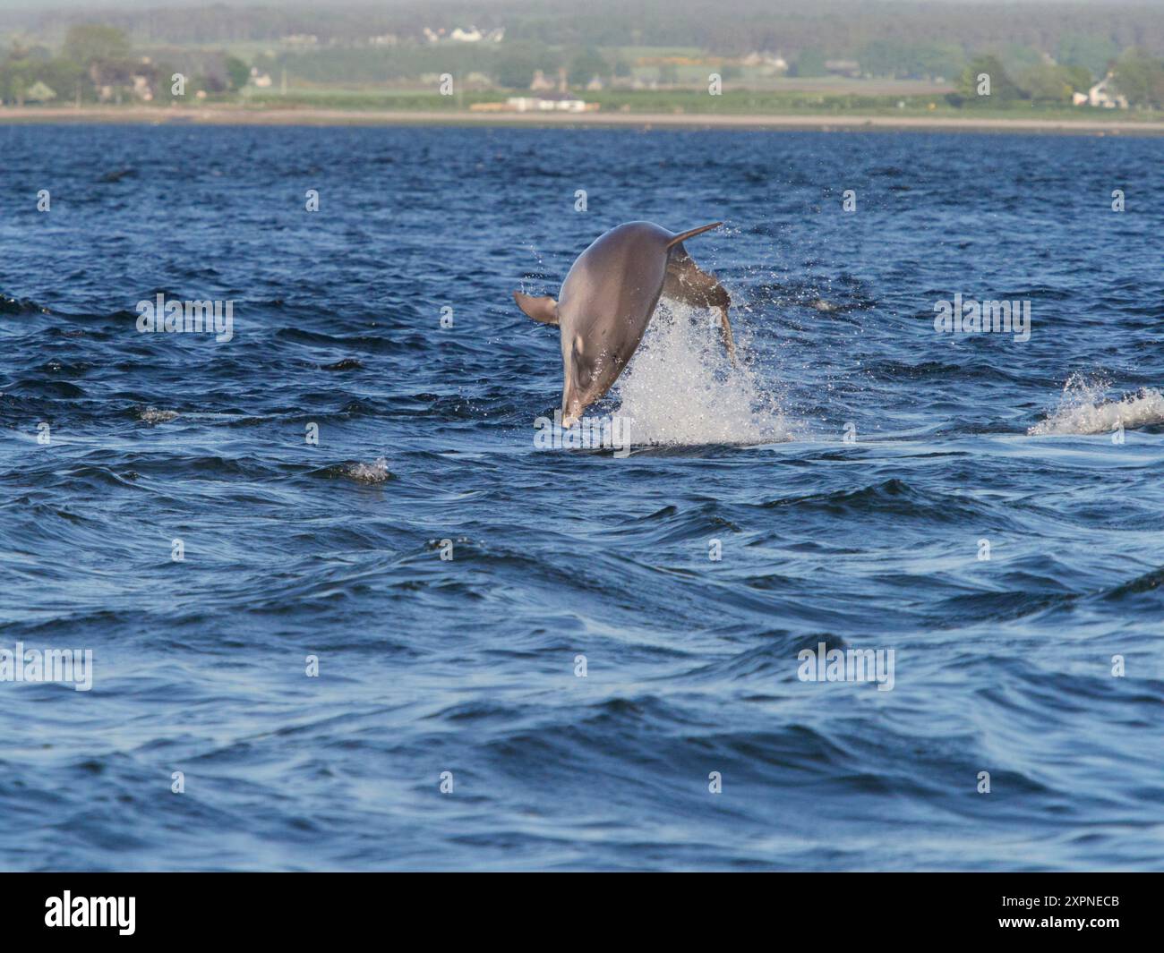 Der große Tümmler (Tursiops truncatus) springt, springt und springt im Moray Firth, Schottland, Großbritannien Stockfoto