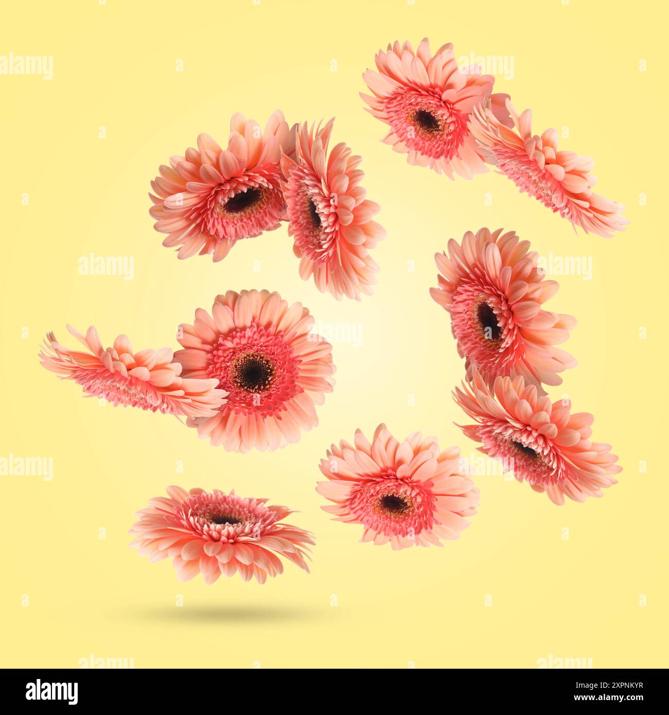 Rosafarbene Gerbera-Blüten in der Luft auf hellgelbem Hintergrund Stockfoto