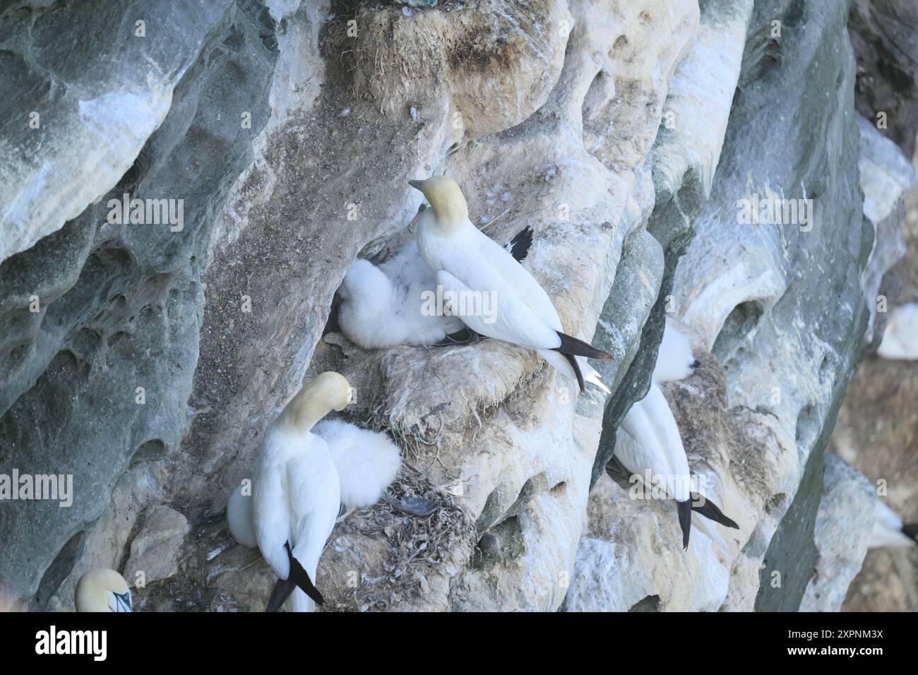 Tölpel mit Jungen, Noss NNNR, Shetland Stockfoto