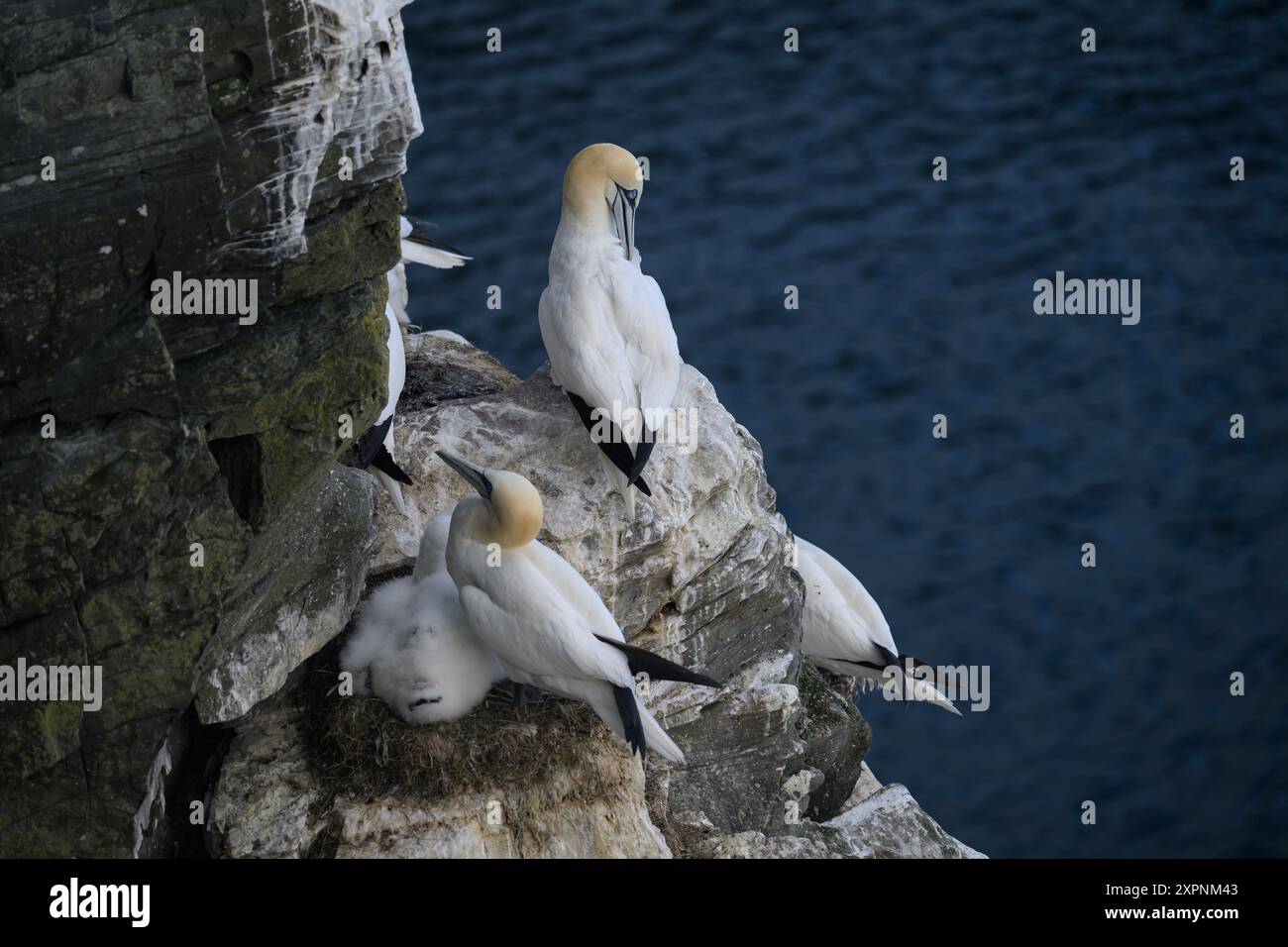 Tölpel mit Jungen, Noss NNNR, Shetland Stockfoto