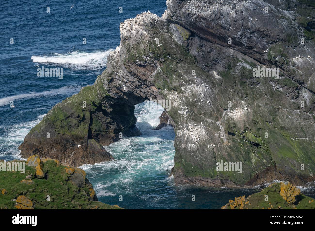 Nördliche Tölpel auf den Klippen von Hermaness, Unst, Shetland. Stockfoto