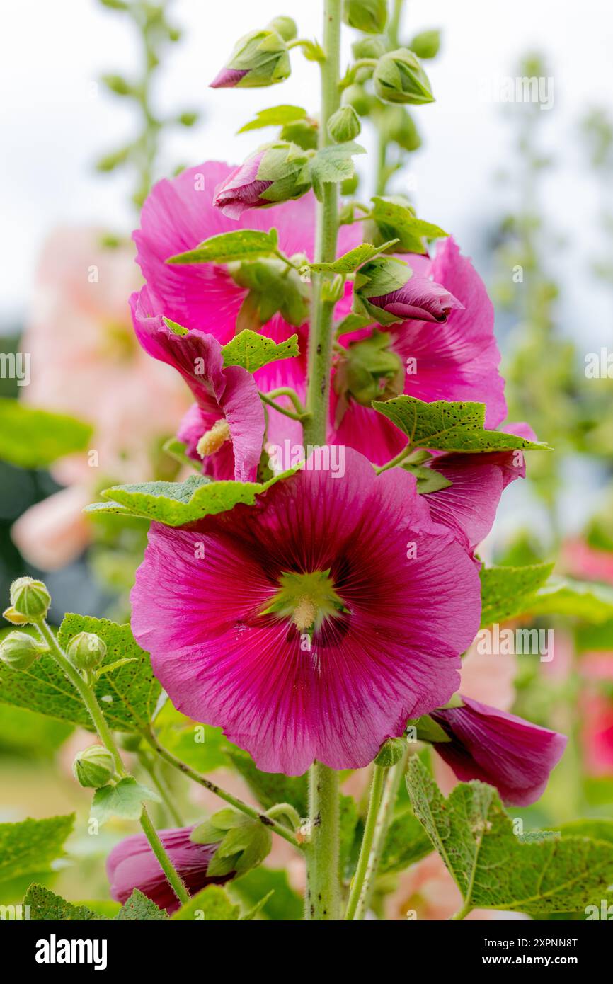 Nahaufnahme einiger leuchtender rosa Hollyhock-Blumen Stockfoto