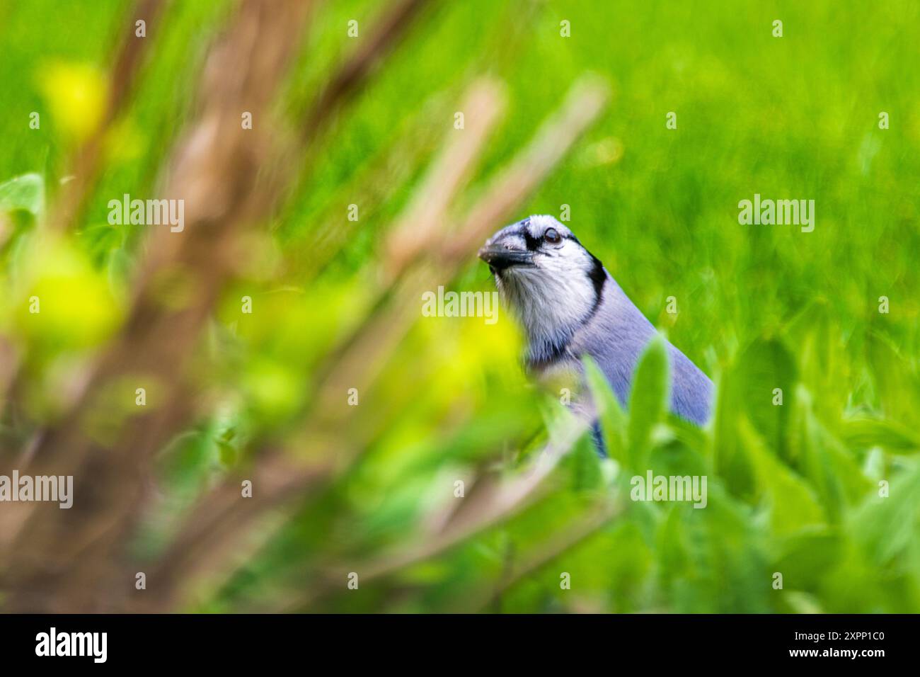 Blue Jay im Gras Stockfoto