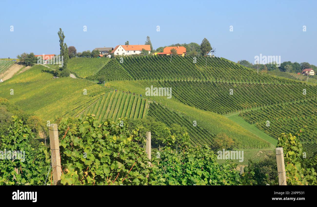 Weinberge in der südsteiermark nahe der slowenischen Grenze Stockfoto