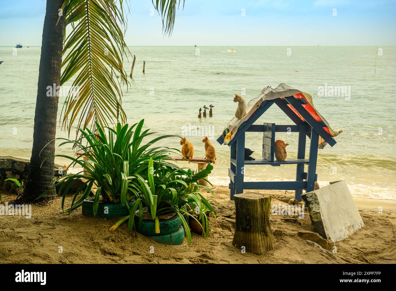 Katzen am Meer in Cat Beach, Penang, Malaysia Stockfoto