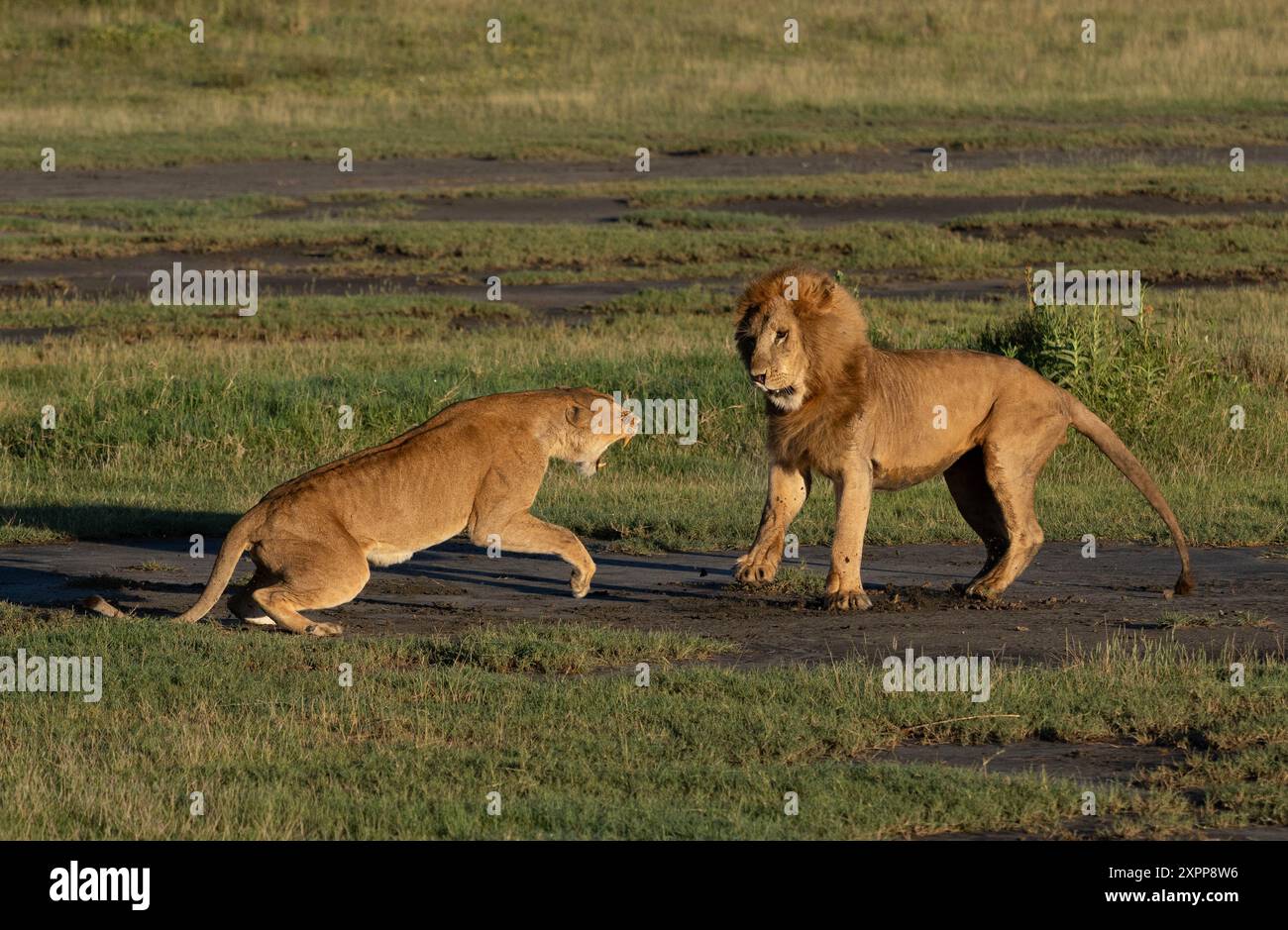 Ein männlicher Löwe versucht sich erfolglos mit einer Frau in Tansania, Afrika, zu paaren Stockfoto