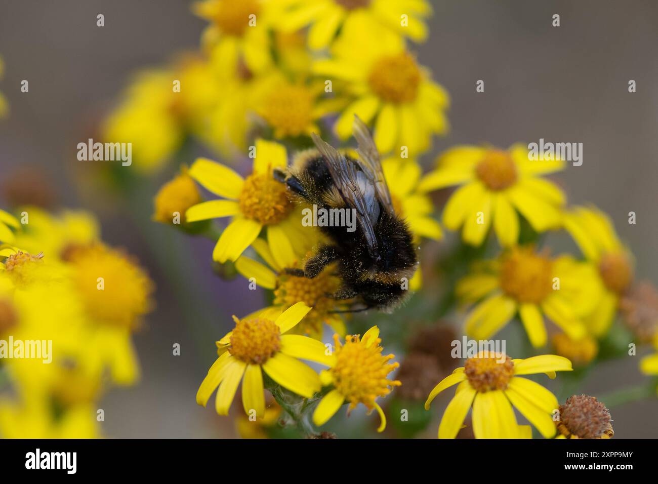 Eton, Großbritannien. August 2024. Eine Biene ernährt sich von Pollen an Tansy Ragworth Blüten an einem Rand in Eton, Windsor, Berkshire. Glücklicherweise wurden einige Randgebiete im Royal Borough of Windsor & Maidenhead als wilde Gebiete ausgewiesen, so dass die Blumen und Pflanzen erst im Herbst vom rat gefällt werden. Kredit: Maureen McLean/Alamy Stockfoto