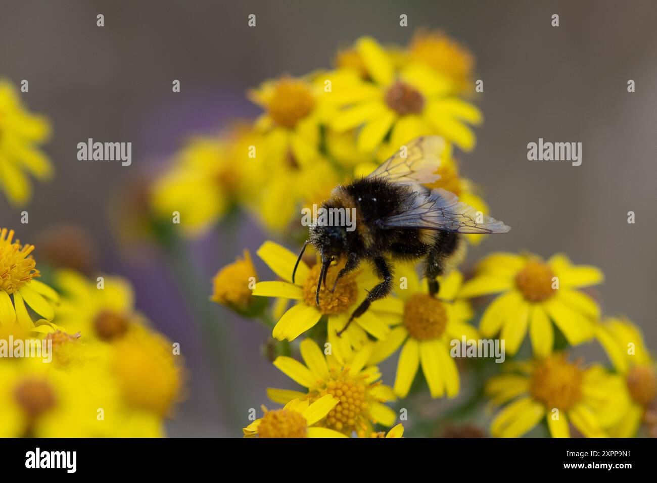 Eton, Großbritannien. August 2024. Eine Biene ernährt sich von Pollen an Tansy Ragworth Blüten an einem Rand in Eton, Windsor, Berkshire. Glücklicherweise wurden einige Randgebiete im Royal Borough of Windsor & Maidenhead als wilde Gebiete ausgewiesen, so dass die Blumen und Pflanzen erst im Herbst vom rat gefällt werden. Kredit: Maureen McLean/Alamy Stockfoto