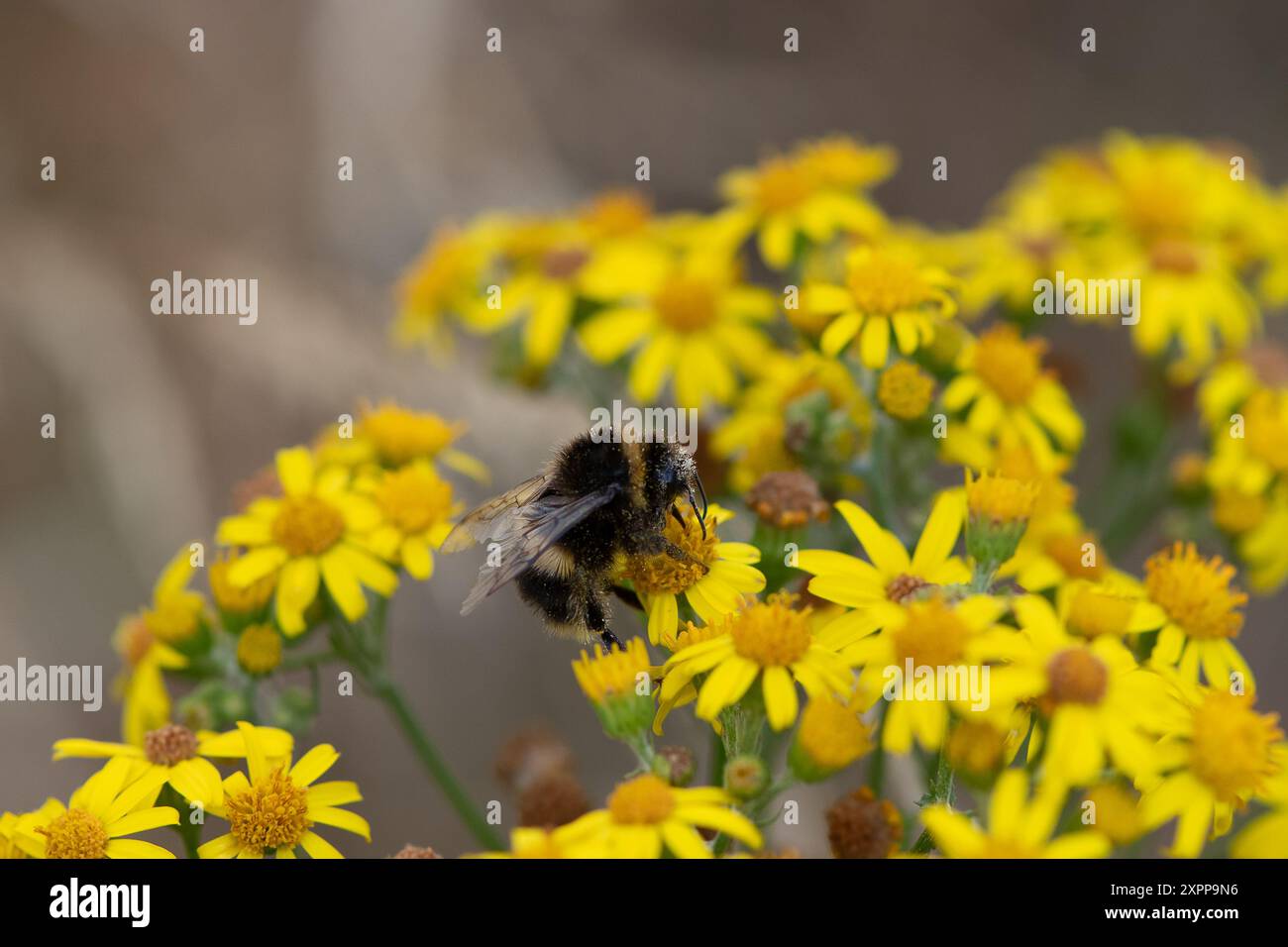 Eton, Großbritannien. August 2024. Eine Biene ernährt sich von Pollen an Tansy Ragworth Blüten an einem Rand in Eton, Windsor, Berkshire. Glücklicherweise wurden einige Randgebiete im Royal Borough of Windsor & Maidenhead als wilde Gebiete ausgewiesen, so dass die Blumen und Pflanzen erst im Herbst vom rat gefällt werden. Kredit: Maureen McLean/Alamy Stockfoto