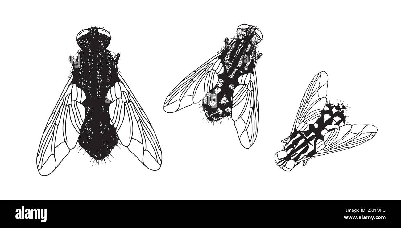 Insektensymbol für die Fliege. Handgezeichnetes Wildtier-Symbol im linearen Zeichenstil. Gruselinsekte. Grafisches Designelement. Schwarzweiße Abbildung Stock Vektor