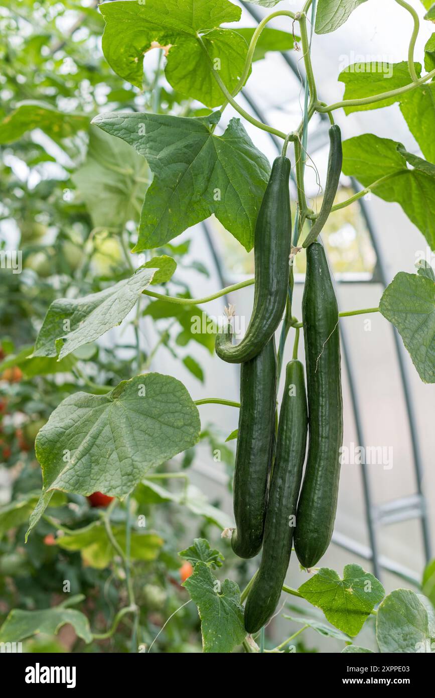 Teil einer jungen Gurkenpflanze - Stamm, Blätter, Blüte und Früchte. Stockfoto