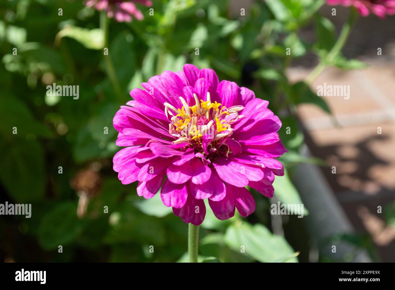 Wunderschöne dunkelrosafarbene Zinnia elegante Gartenblumen. Stockfoto