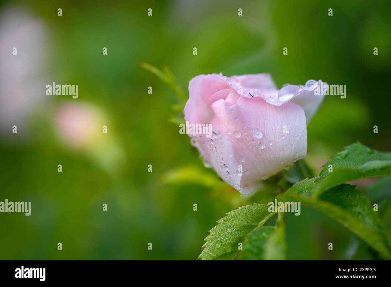 Die Blüte einer wilden Rose nach einem Sommerregen in Bayern, Deutschland Stockfoto