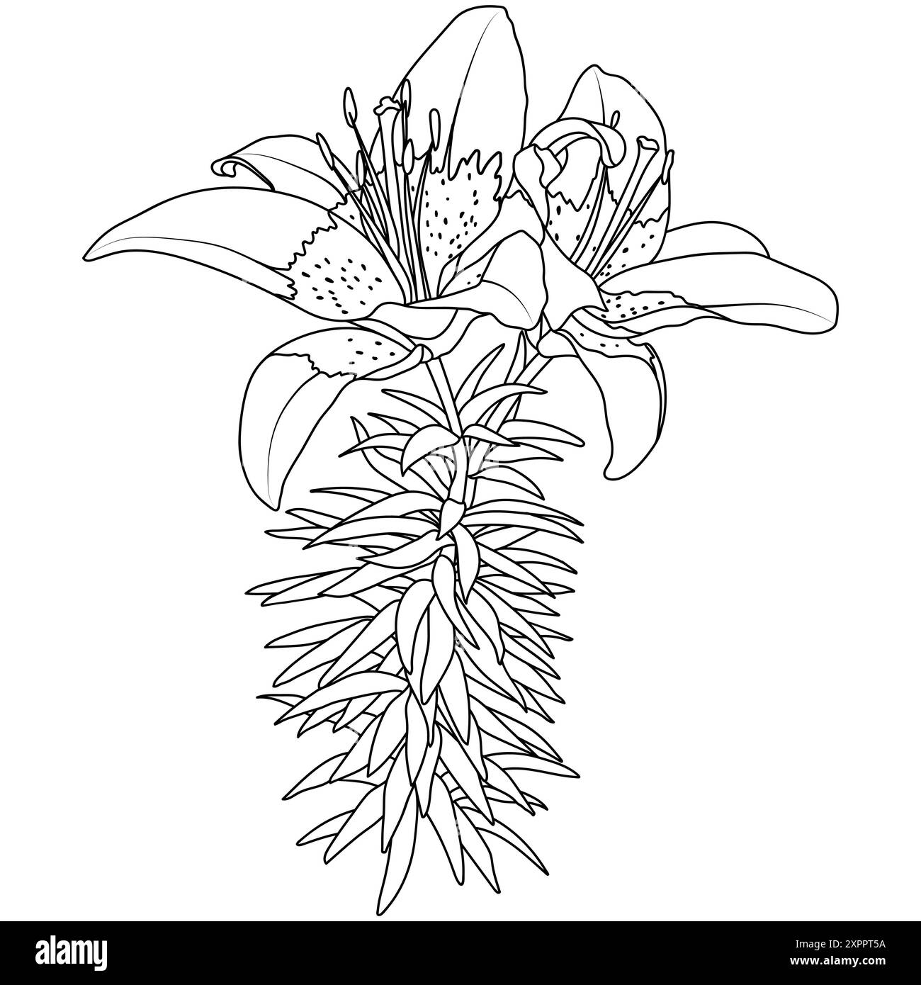 Elegante Sterngazer orientalische Lilienblume, Vektor isolierte Illustration. Umriss Lilium Star Gazer Malbuch Seite. Stock Vektor
