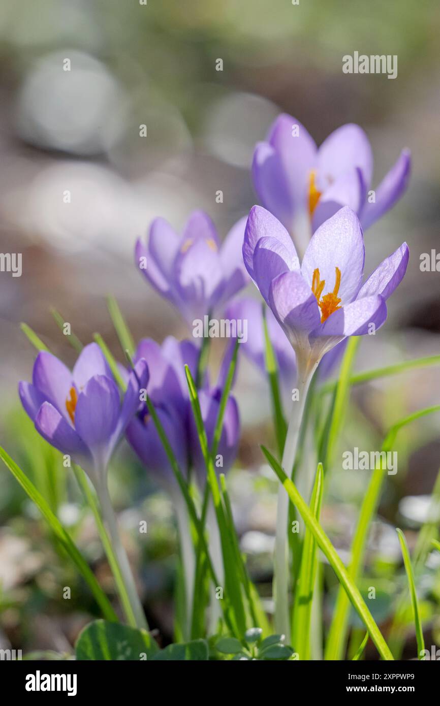 Krokusse in Lila Stockfoto