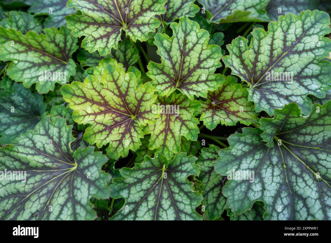 Heuchera „Karneval Coco Mint“. Eine immergrüne Staude, die für ihre Hügel von geädertem Laub angebaut wird. Stockfoto