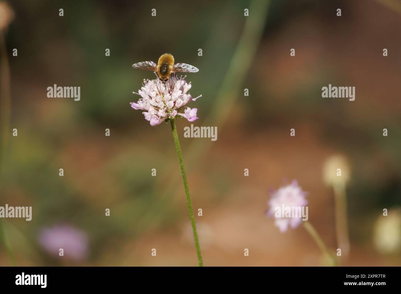 Systoechus, Bienenfliege der Familie Bombyliidae, die sich von der Blüte der marokkanischen Flaschenbürste ernährt, Escabiosa atropurpurea, Bocairente, Spanien Stockfoto