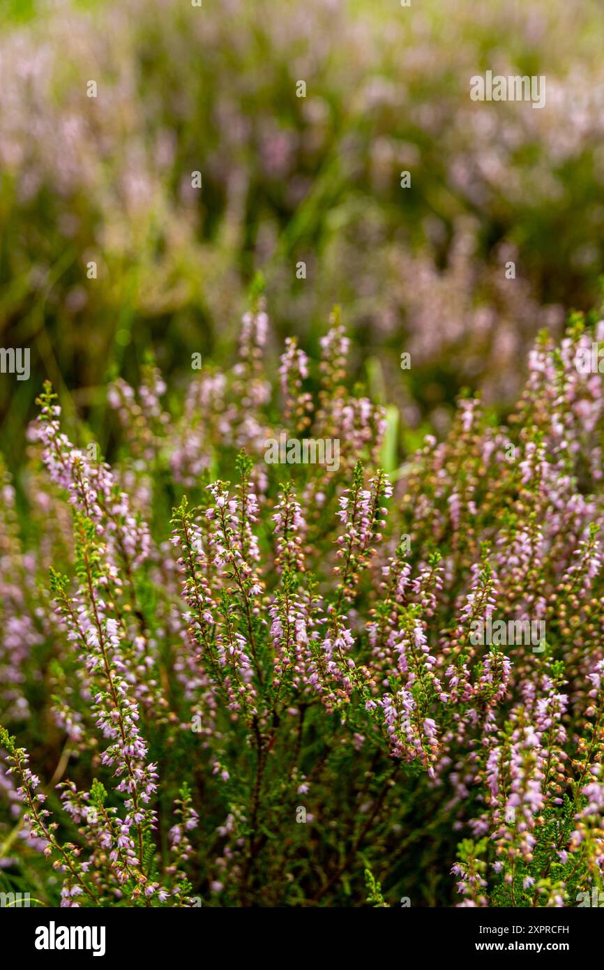 Eine wunderbare Wanderung durch die einzigartige und farbenfrohe Landschaft der Osterheide - Bispingen - Niedersachsen - Deutschland Stockfoto