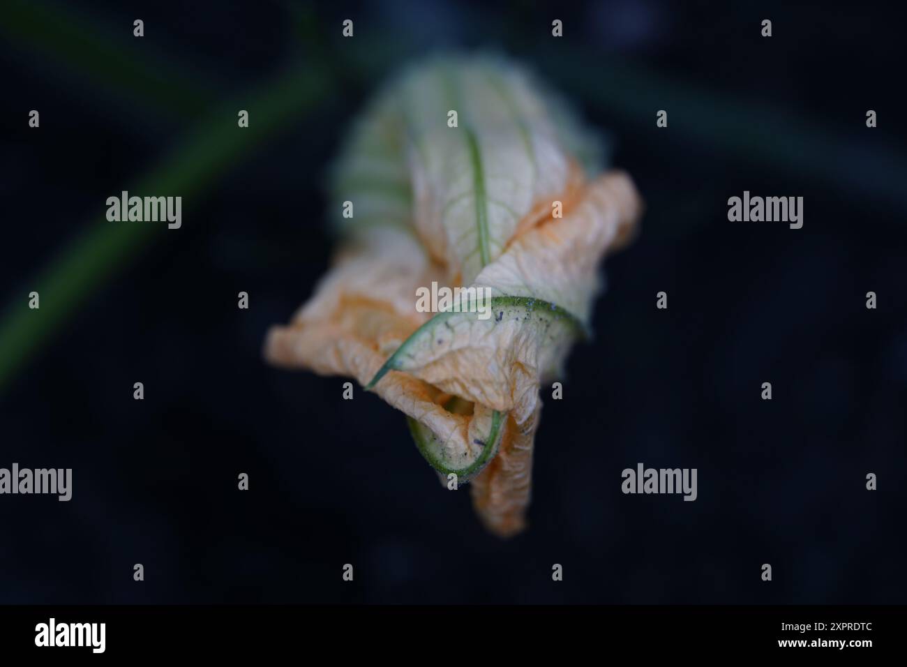 Minimalistisches Bild einer aufgerollten Zucchini-Blüte Stockfoto